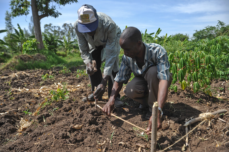 Crop Diversification: A Strategic Path to Sustainable Agriculture