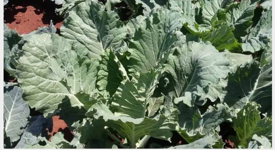 Kale Farming in Kenya: Tips for Success