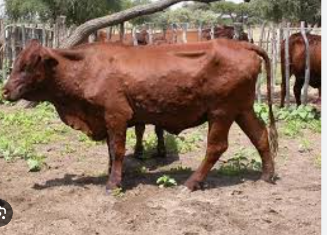 Disease Management in Livestock: What Every Dairy, Poultry, and Beef Farmer Should Know